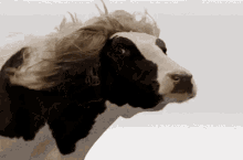 Moo